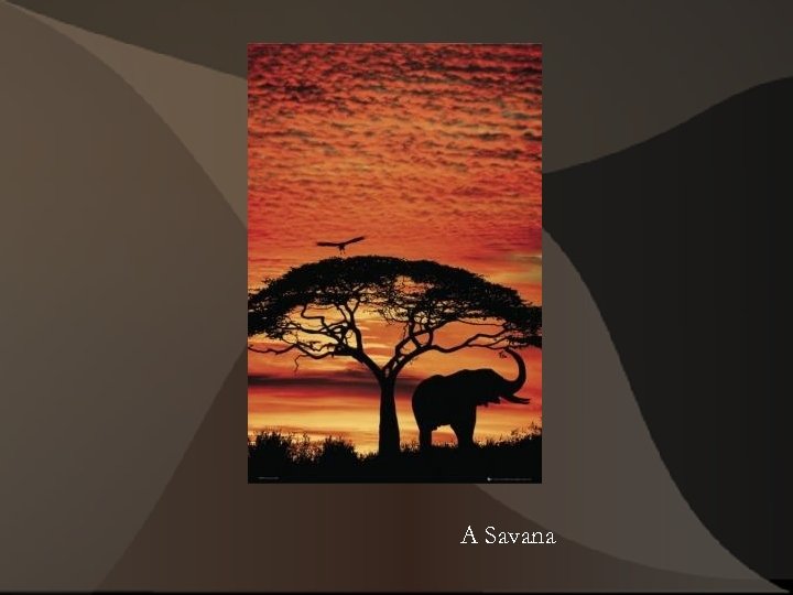 A Savana 