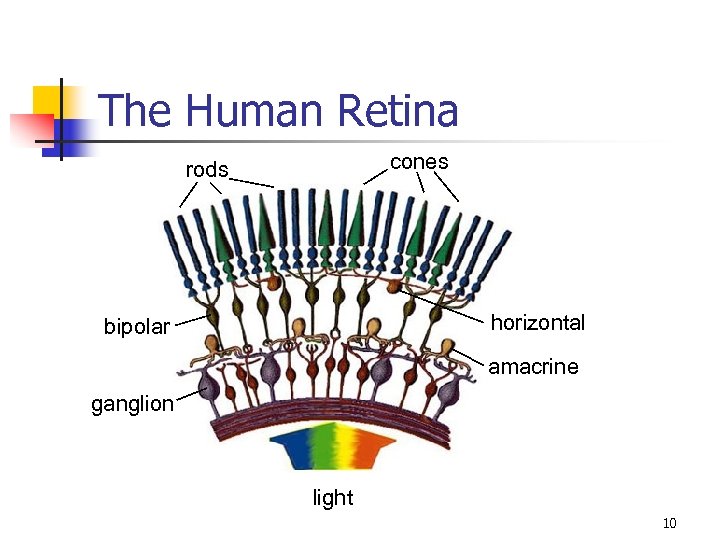 The Human Retina cones rods horizontal bipolar amacrine ganglion light 10 