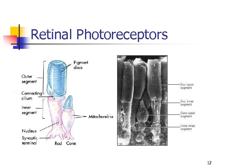 Retinal Photoreceptors 12 