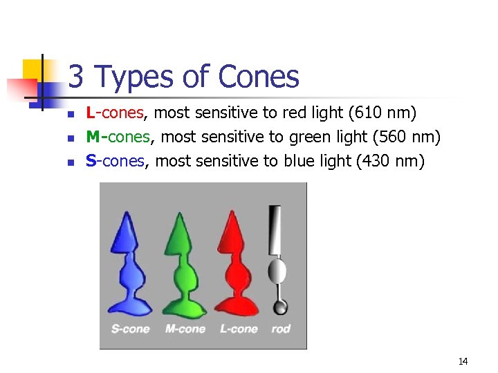 3 Types of Cones n n n L-cones, most sensitive to red light (610