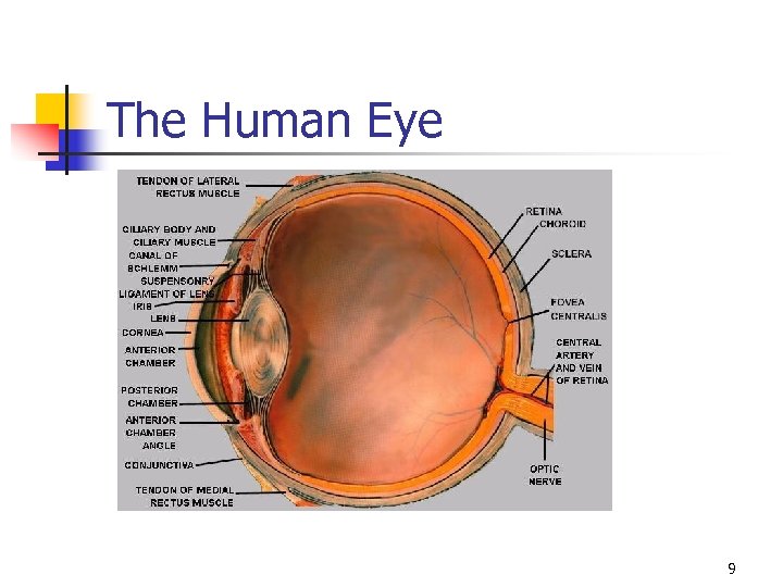 The Human Eye 9 