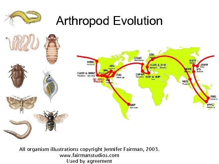 Arthropod Evolution All organism illustrations copyright Jennifer Fairman, 2003. www. fairmanstudios. com Used by