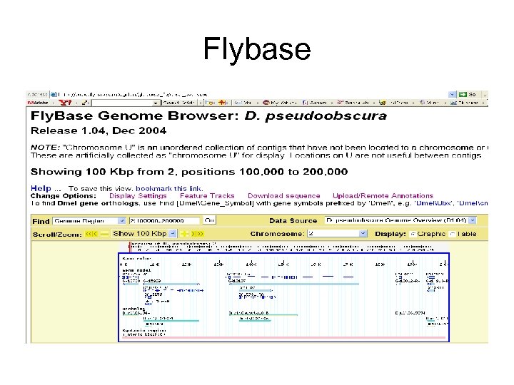 Flybase 