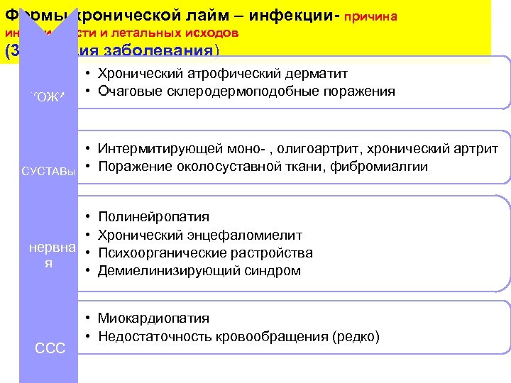 Формы хронической лайм – инфекции- причина инвалидности и летальных исходов (3 -я стадия заболевания)
