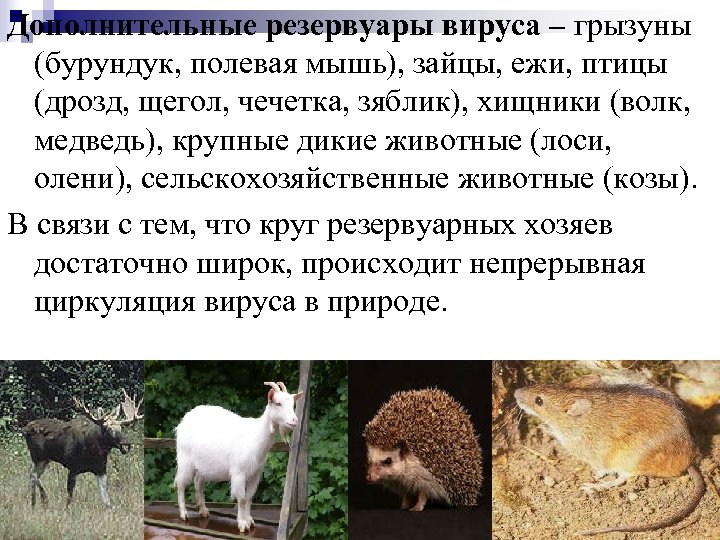 Дополнительные резервуары вируса – грызуны (бурундук, полевая мышь), зайцы, ежи, птицы (дрозд, щегол, чечетка,