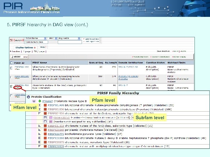 5. PIRSF hierarchy in DAG view (cont. ) Pfam level Hfam level Subfam level