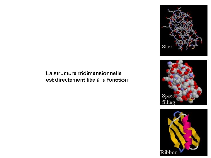 Stick La structure tridimensionnelle est directement liée à la fonction Space filling Ribbon 