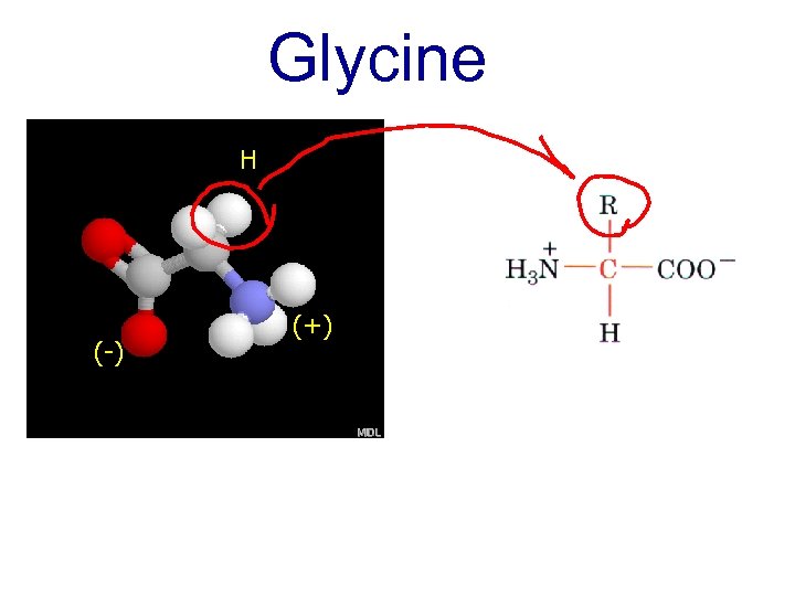 Glycine H (-) (+) 