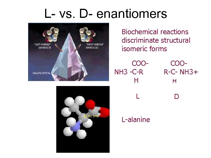 L- vs. D- enantiomers Biochemical reactions discriminate structural isomeric forms COONH 3 -C-R H