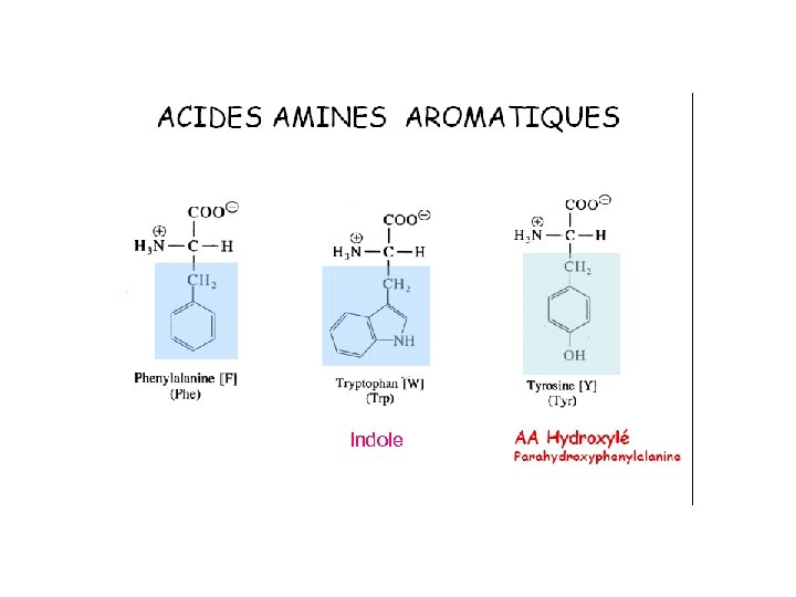 Indole 