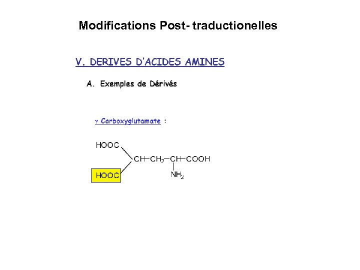 Modifications Post- traductionelles 