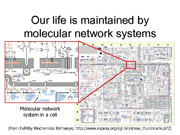 Our life is maintained by molecular network systems Molecular network system in a cell