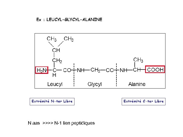 N aas >>>> N-1 lien peptidiques 