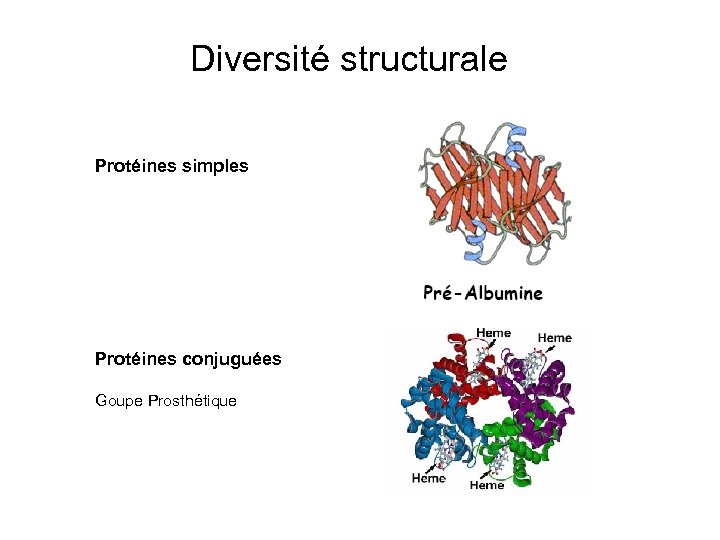 Diversité structurale Protéines simples Protéines conjuguées Goupe Prosthétique 