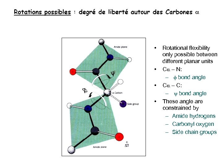  • • Rotational flexibility only possible between different planar units Ca – N: