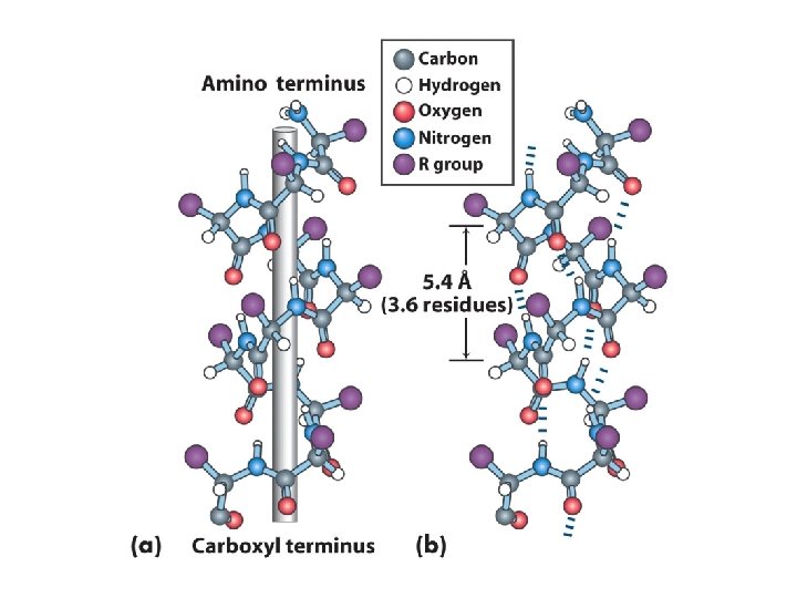 Les polypeptides Diversité et complexité fonctionelles Gènes