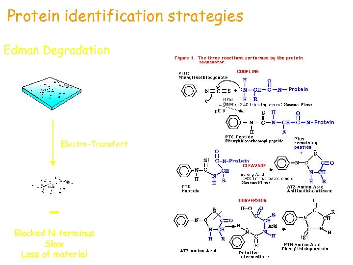 Protein identification strategies Edman Degradation Electro-Transfert - Blocked N-terminus Slow Loss of material 