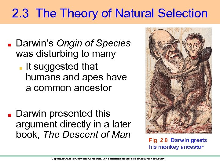 2. 3 Theory of Natural Selection Darwin’s Origin of Species was disturbing to many