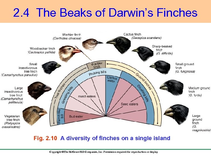 2. 4 The Beaks of Darwin’s Finches Fig. 2. 10 A diversity of finches