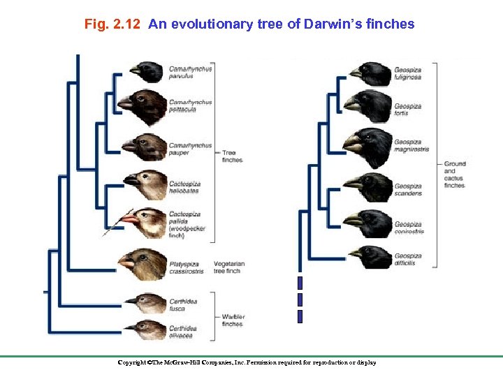 Fig. 2. 12 An evolutionary tree of Darwin’s finches Copyright ©The Mc. Graw-Hill Companies,