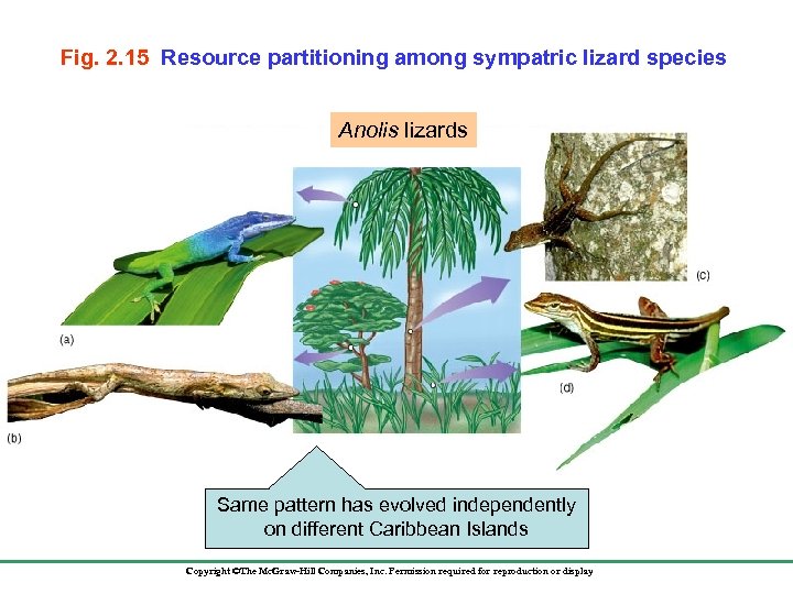 Fig. 2. 15 Resource partitioning among sympatric lizard species Anolis lizards Same pattern has