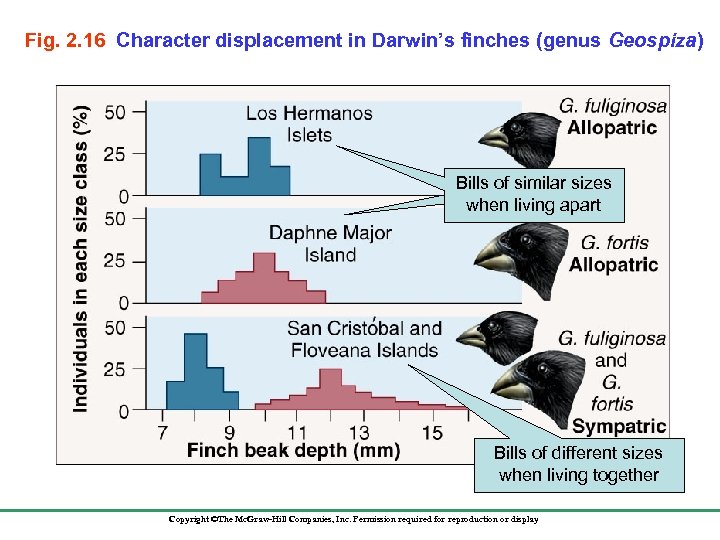Fig. 2. 16 Character displacement in Darwin’s finches (genus Geospiza) Bills of similar sizes