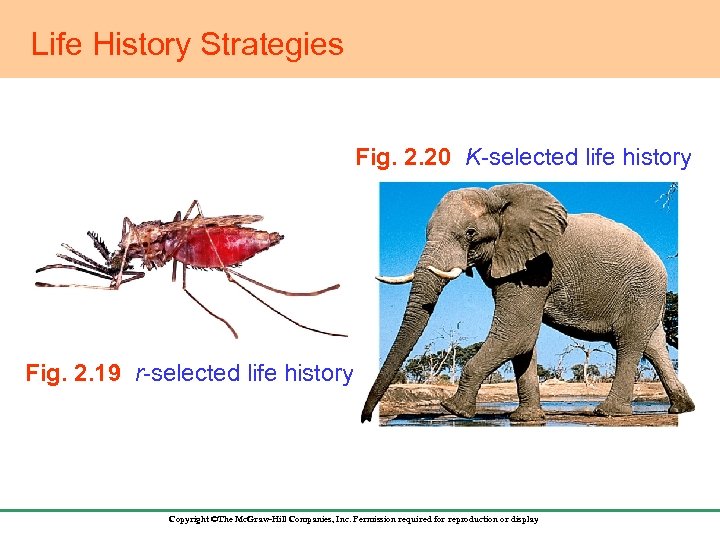 Life History Strategies Fig. 2. 20 K-selected life history Fig. 2. 19 r-selected life
