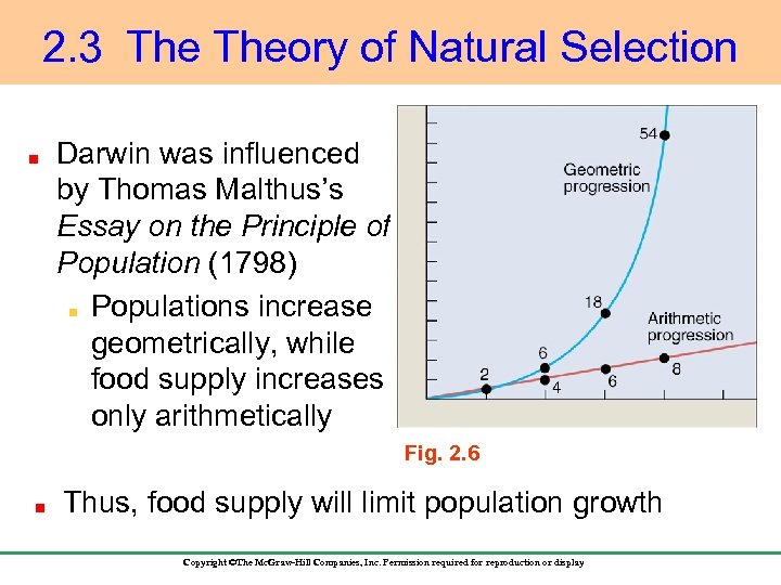 2. 3 Theory of Natural Selection Darwin was influenced by Thomas Malthus’s Essay on