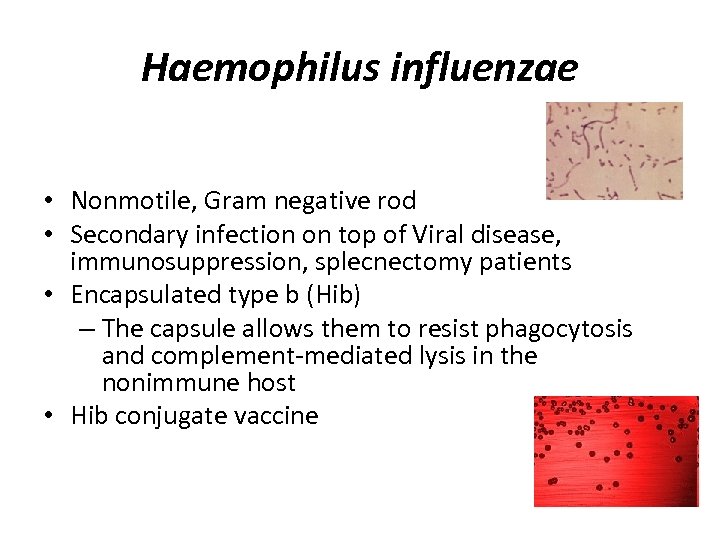 Haemophilus influenzae • Nonmotile, Gram negative rod • Secondary infection on top of Viral