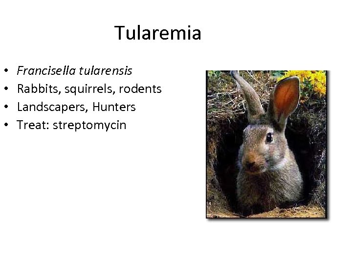 Tularemia • • Francisella tularensis Rabbits, squirrels, rodents Landscapers, Hunters Treat: streptomycin 