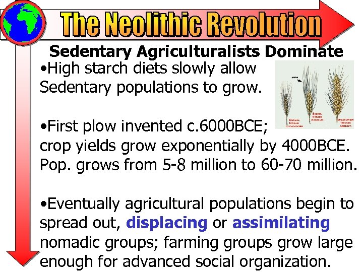 Sedentary Agriculturalists Dominate • High starch diets slowly allow Sedentary populations to grow. •