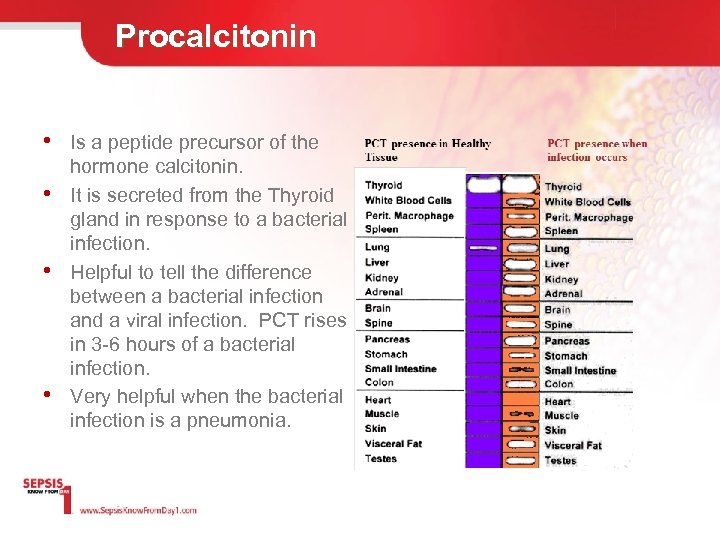 Procalcitonin • Is a peptide precursor of the • • • hormone calcitonin. It