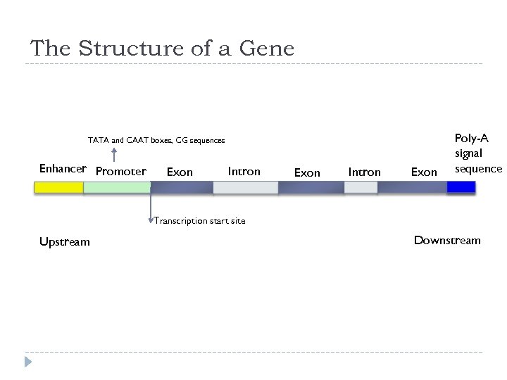 The Structure of a Gene TATA and CAAT boxes, CG sequences Enhancer Promoter Exon