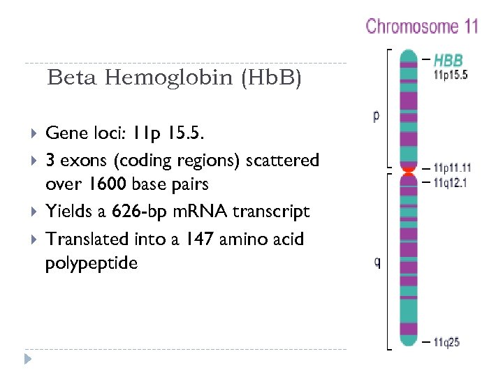 Beta Hemoglobin (Hb. B) Gene loci: 11 p 15. 5. 3 exons (coding regions)