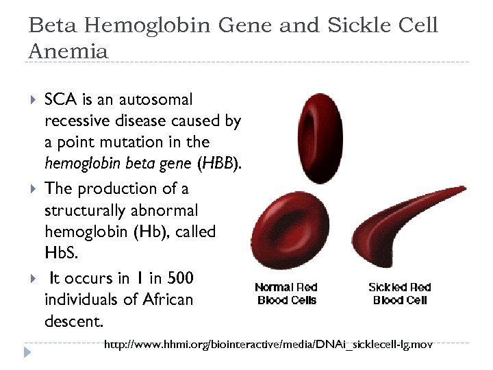 Beta Hemoglobin Gene and Sickle Cell Anemia SCA is an autosomal recessive disease caused