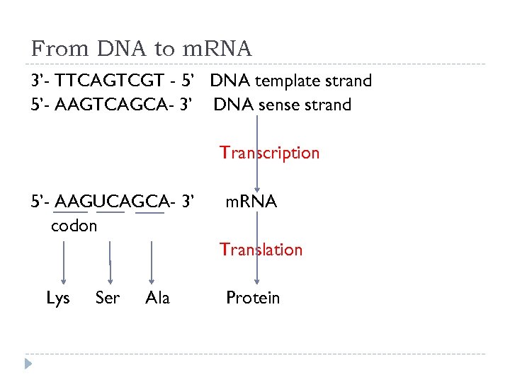 From DNA to m. RNA 3’- TTCAGTCGT - 5’ DNA template strand 5’- AAGTCAGCA-