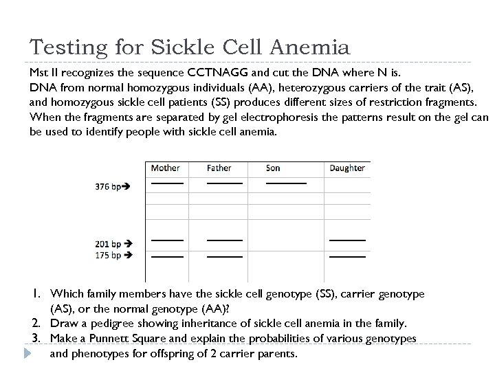 Testing for Sickle Cell Anemia Mst II recognizes the sequence CCTNAGG and cut the