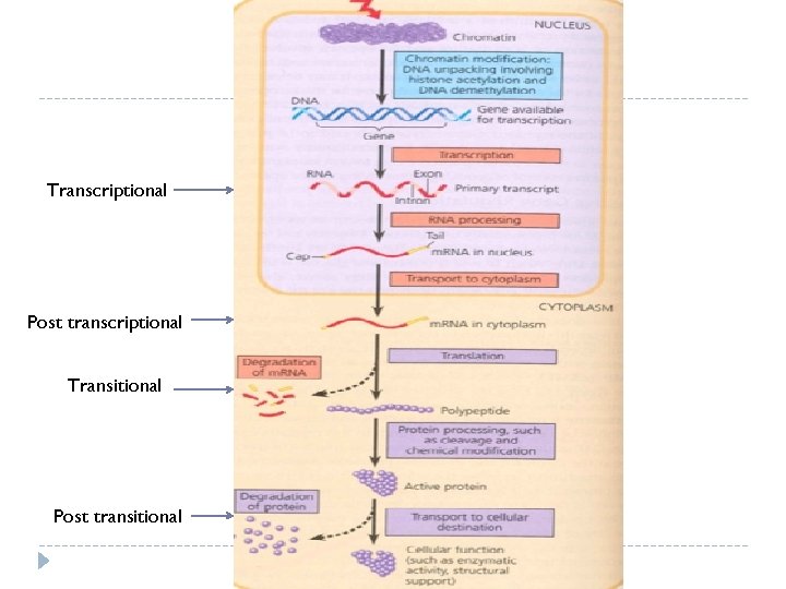 Transcriptional Post transcriptional Transitional Post transitional 