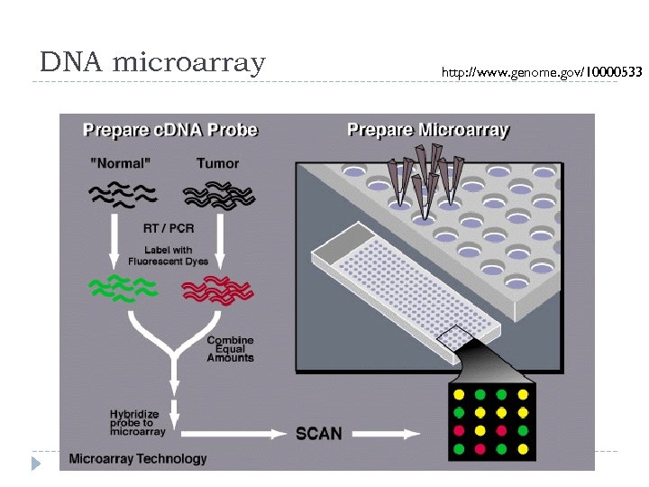 DNA microarray http: //www. genome. gov/10000533 