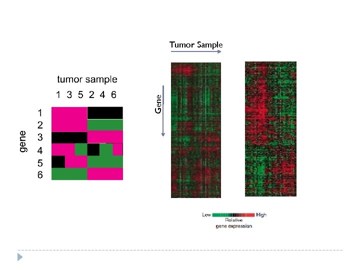 Gene Tumor Sample 