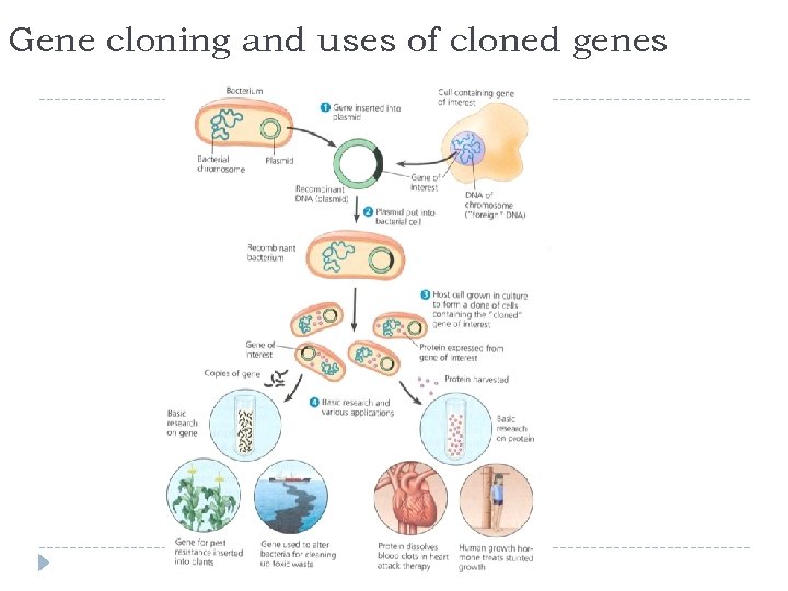 Gene cloning and uses of cloned genes 