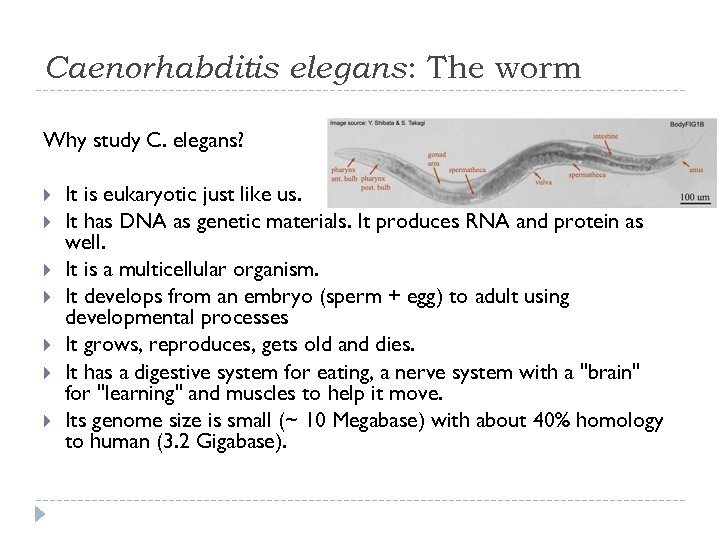 Caenorhabditis elegans: The worm Why study C. elegans? It is eukaryotic just like us.