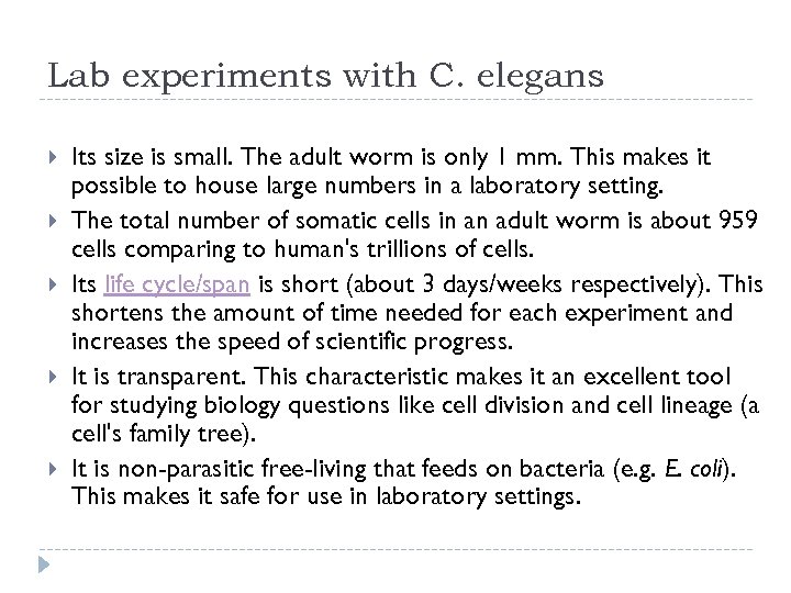 Lab experiments with C. elegans Its size is small. The adult worm is only