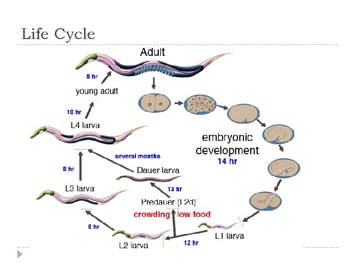 Life Cycle 