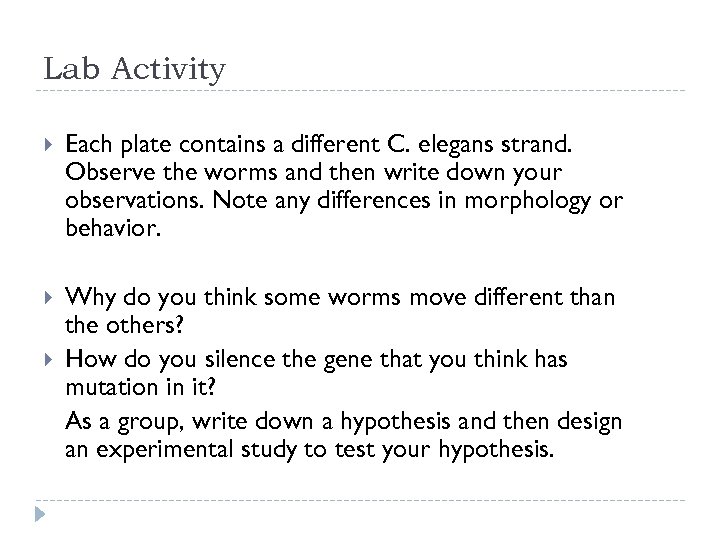 Lab Activity Each plate contains a different C. elegans strand. Observe the worms and