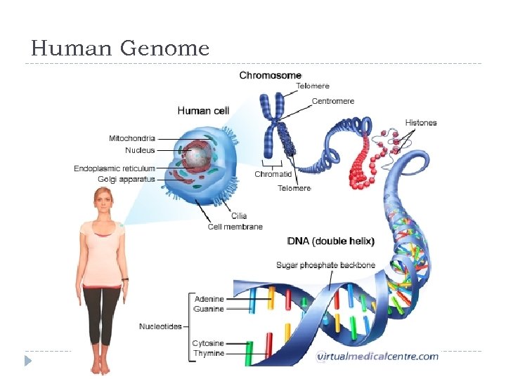 Human Genome 