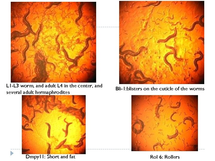 L 1 -L 3 worm, and adult L 4 in the center, and several