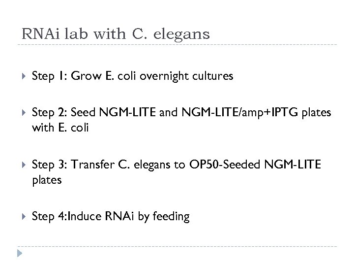 RNAi lab with C. elegans Step 1: Grow E. coli overnight cultures Step 2: