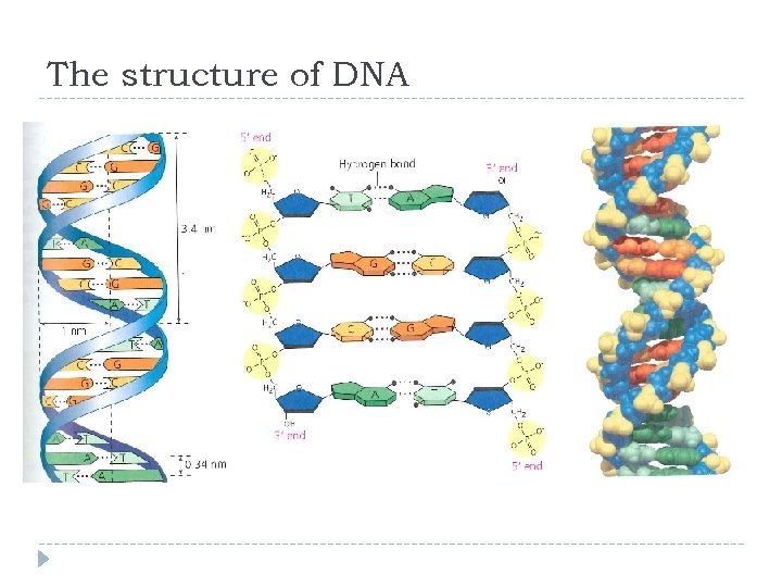 The structure of DNA 