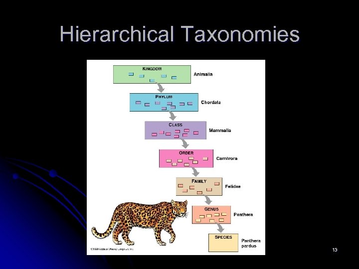 Hierarchical Taxonomies 13 
